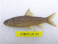 藏品(臺灣鏟頜魚)的圖片